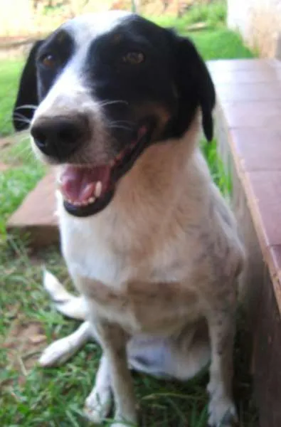 Cachorro ra a SRD idade 3 anos nome Lisa