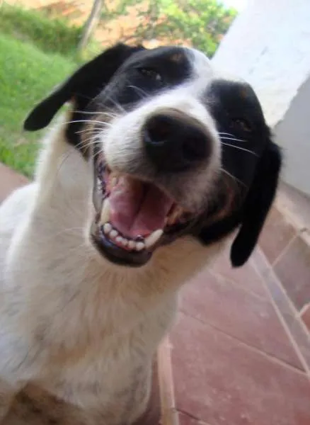 Cachorro ra a SRD idade 3 anos nome Lisa