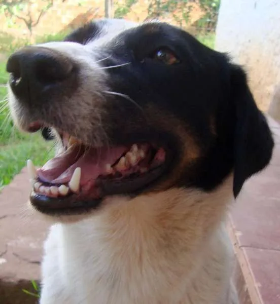 Cachorro ra a SRD idade 3 anos nome Lisa