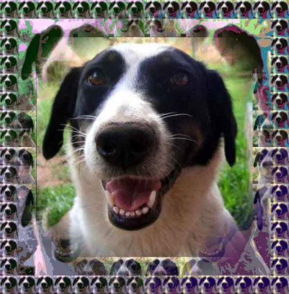 Cachorro ra a SRD idade 3 anos nome Lisa