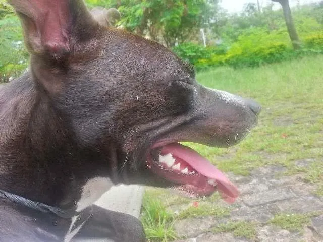 Cachorro ra a Pitbull e SRD idade 1 ano nome Loki e Thor