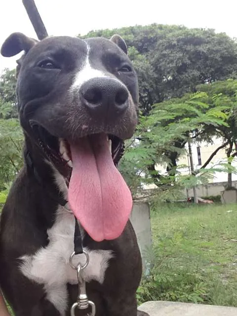 Cachorro ra a Pitbull e SRD idade 1 ano nome Loki e Thor