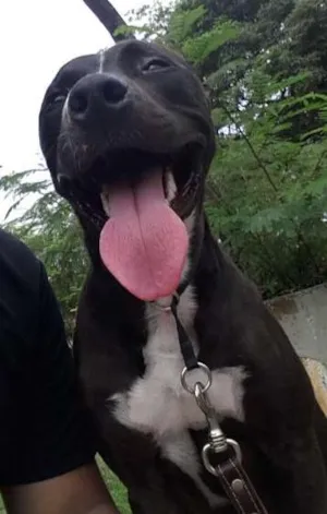 Cachorro raça Pitbull e SRD idade 1 ano nome Loki e Thor