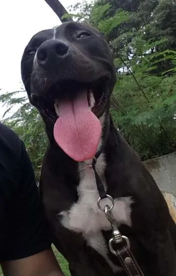 Cachorro ra a Pitbull e SRD idade 1 ano nome Loki e Thor
