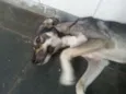 Loki e Thor