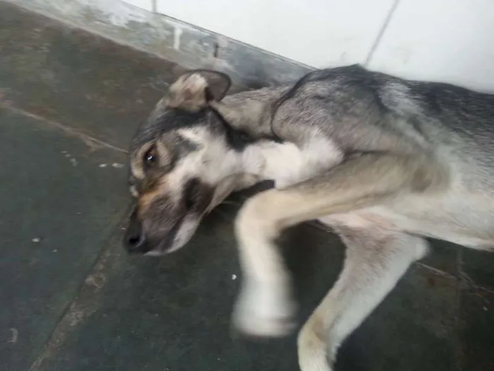 Cachorro ra a Pitbull e SRD idade 1 ano nome Loki e Thor