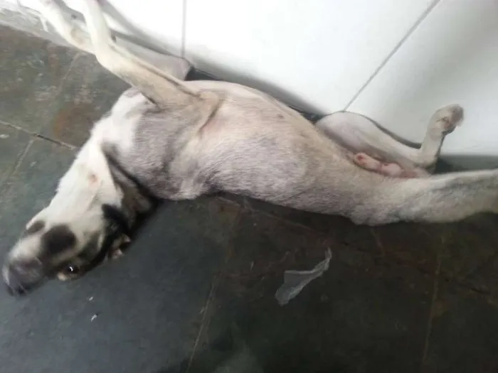 Cachorro ra a Pitbull e SRD idade 1 ano nome Loki e Thor