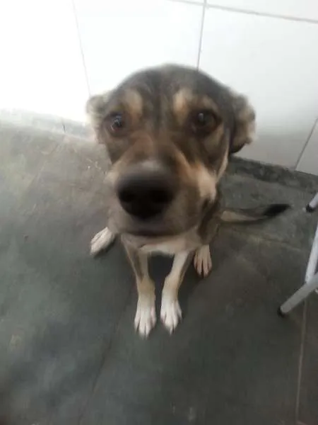 Cachorro ra a Pitbull e SRD idade 1 ano nome Loki e Thor
