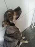 Loki e Thor