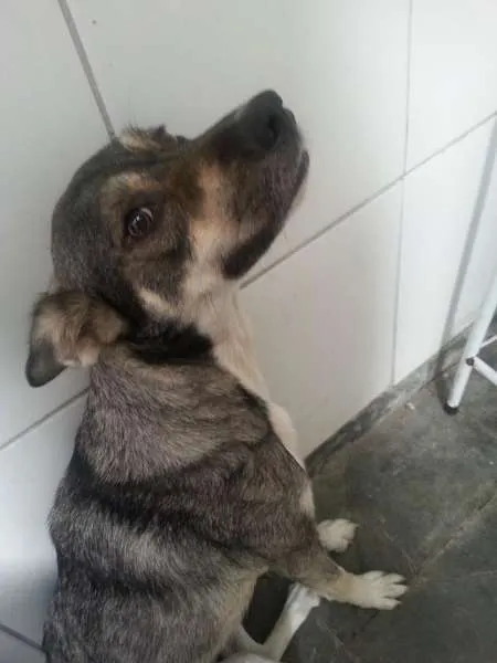 Cachorro ra a Pitbull e SRD idade 1 ano nome Loki e Thor