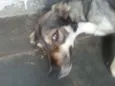 Loki e Thor