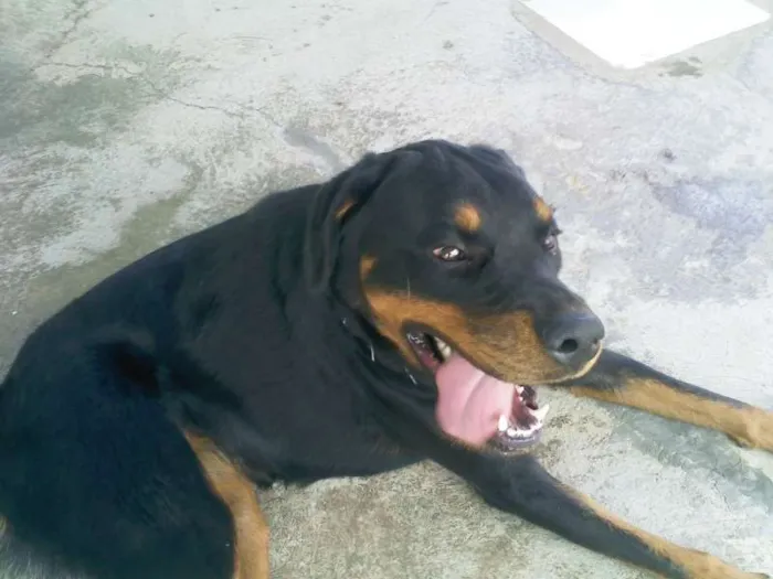 Cachorro raça Rottweiler idade 1 ano nome laissa