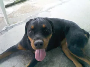 Cachorro raça Rottweiler idade 1 ano nome laissa