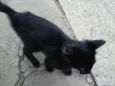 Gatos