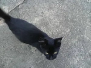 Gato raça SRD idade 2 a 6 meses nome Gatos