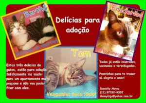 Gato raça  idade 2 anos nome Barthô - Tom  - Fre