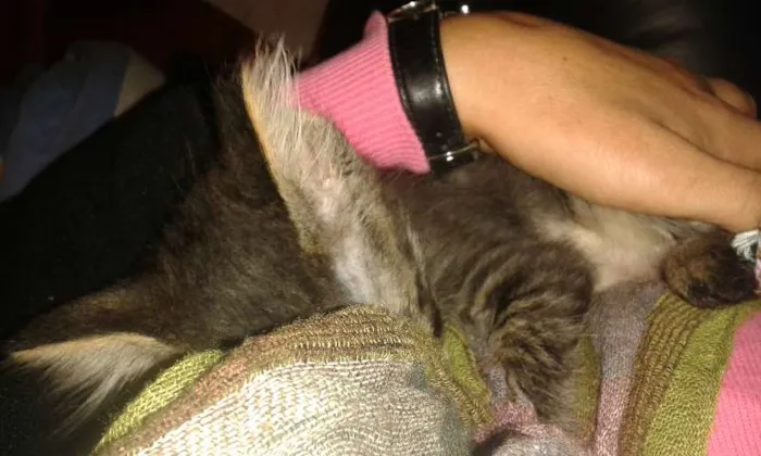 Gato ra a SRD idade Abaixo de 2 meses nome Tigrinho Eletrico