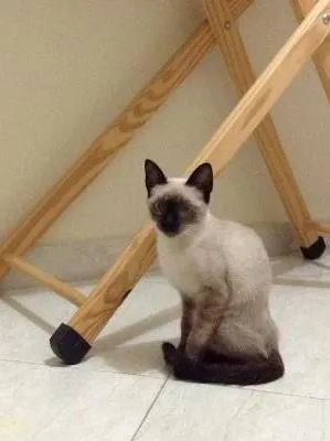 Gato ra a Siamês idade 2 a 6 meses nome Sem nome