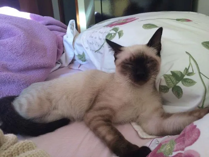Gato ra a Siamês idade 2 a 6 meses nome Sem nome