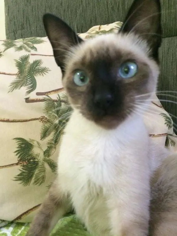 Gato ra a Siamês idade 2 a 6 meses nome Sem nome