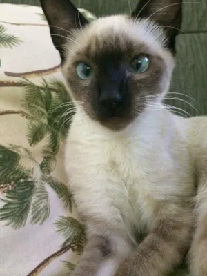 Gato raça Siamês idade 2 a 6 meses nome Sem nome