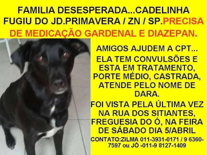 Cachorro ra a Labrador idade 4 anos nome Dara