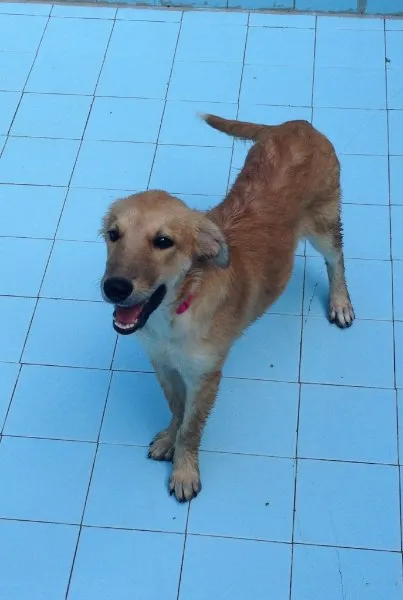 Cachorro ra a SRD idade 2 a 6 meses nome Lua