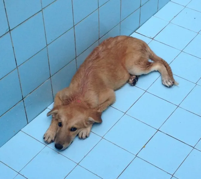 Cachorro ra a SRD idade 2 a 6 meses nome Lua