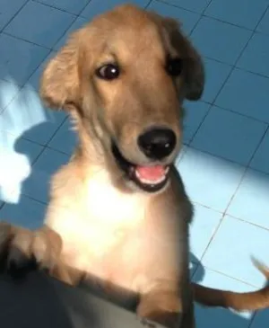 Cachorro raça SRD idade 2 a 6 meses nome Lua