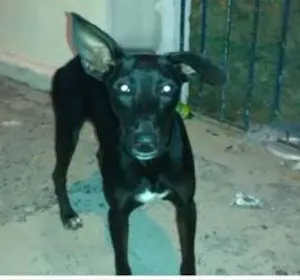 Cachorro raça Vira-Lata idade 2 a 6 meses nome Negão