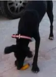 Negão