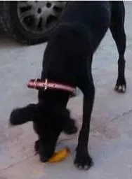 Cachorro ra a Vira-Lata idade 2 a 6 meses nome Negão