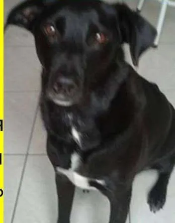 Cachorro ra a Labrador idade 4 anos nome Dara