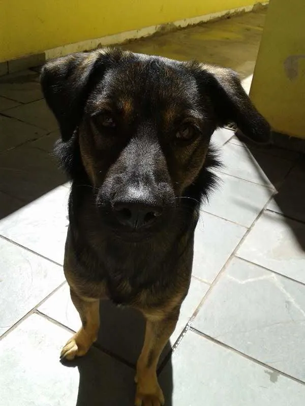 Cachorro ra a SRD idade  nome Nacho