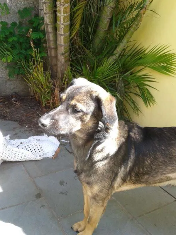 Cachorro ra a SRD idade  nome Nacho