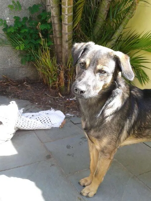Cachorro ra a SRD idade  nome Nacho