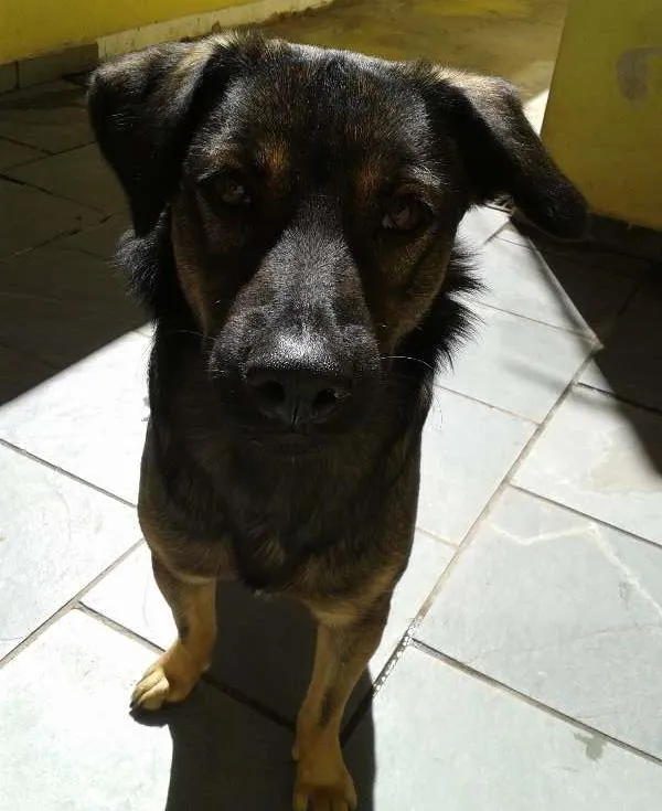 Cachorro ra a SRD idade  nome Nacho