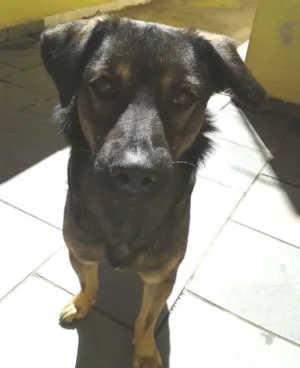 Cachorro raça SRD idade  nome Nacho