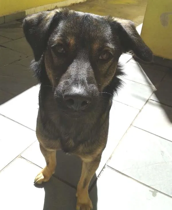 Cachorro ra a SRD idade  nome Nacho