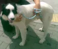 Cachorro raça SRD idade  nome Border