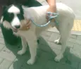 Cachorro raça SRD idade  nome Border