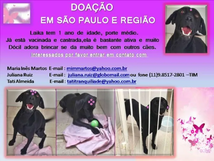 Cachorro ra a SRD idade 1 ano nome LAIKA