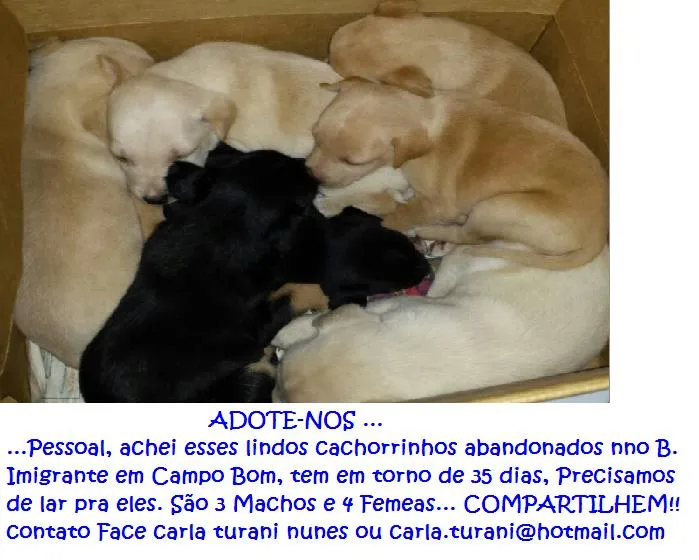 Cachorro ra a sem raça definida idade Abaixo de 2 meses nome varios filhotes