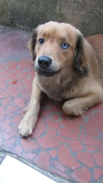 Cachorro ra a SRD idade 2 anos nome Bethoven