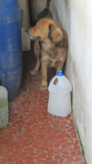 Cachorro raça SRD idade 2 anos nome Bethoven
