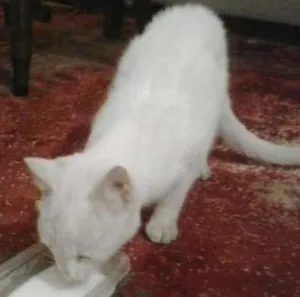 Gato raça Indefinida idade 2 a 6 meses nome Não Sei