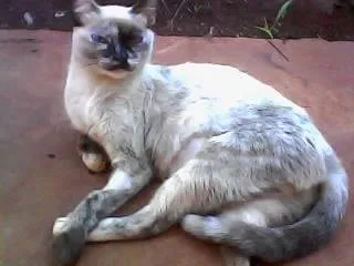 Gato ra a Siamês idade 7 a 11 meses nome Gatinha