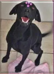 Cachorro ra a SRD idade 1 ano nome LAIKA