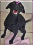 LAIKA