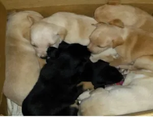 Cachorro raça sem raça definida idade Abaixo de 2 meses nome varios filhotes